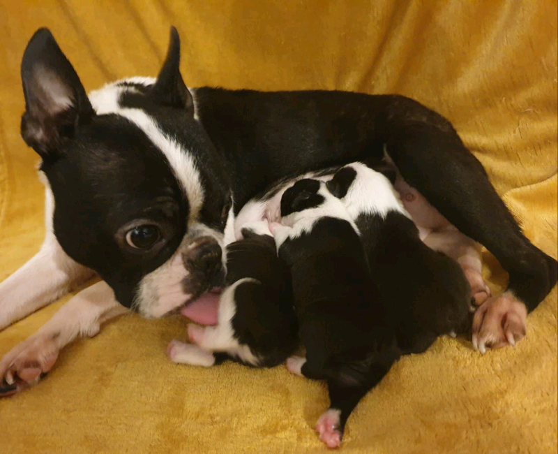 akc australian labradoodle